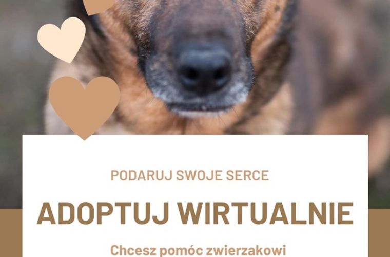 Link do artykułu - Wirtualna adopcja zwierząt z konińskiego schroniska
