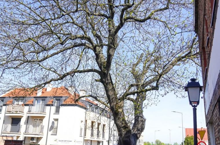 Link do artykułu - Wyjaśnienia dotyczące jesionu z ul. Śliskiej