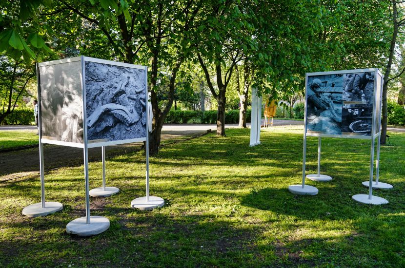 Link do artykułu - Słoń leśny na fotografiach