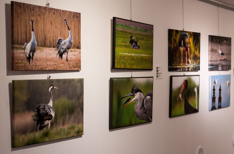 Link do artykułu - Fotografie przyrody w muzeum