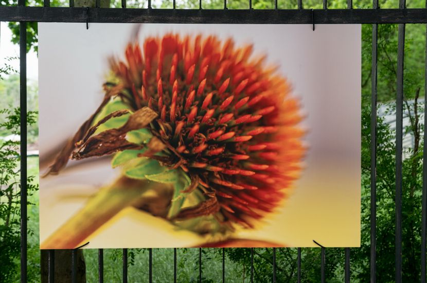 Link do artykułu - Konin pełen fotografii