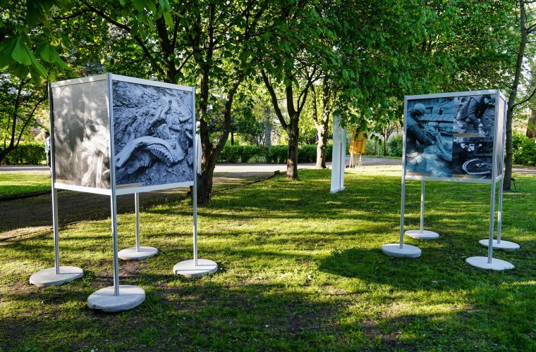 Link do artykułu - Słoń leśny na fotografiach