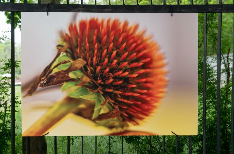 Link do artykułu - Konin pełen fotografii