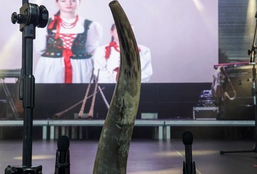Dni Konina - sobota