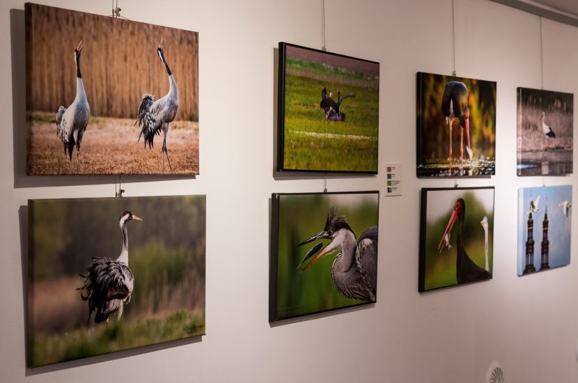 Link do artykułu - Fotografie przyrody w muzeum