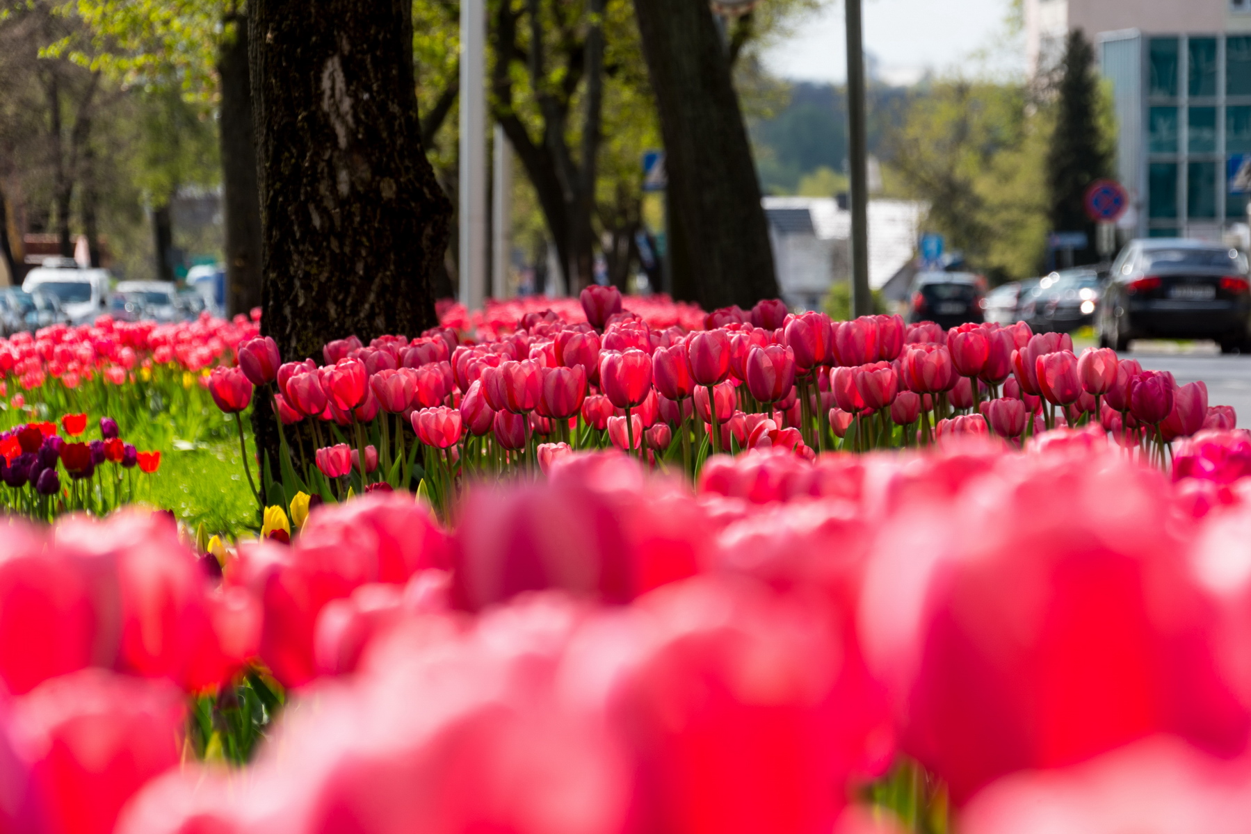 Link do artykułu - Pięknie jak na Dworcowej