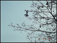 images/Mewa/640_1.jpg